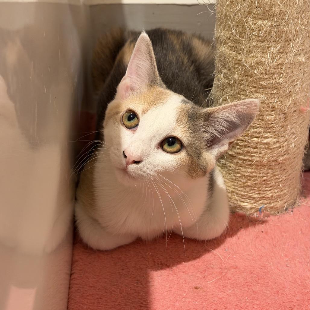 Enlarge moonfrop, a Adoptable Domestic Short Hair in Allentown, PA image 4/5