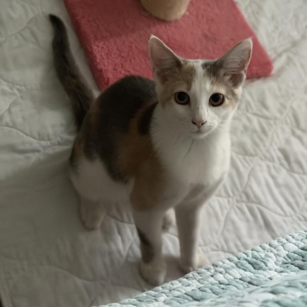 moonfrop, Adoptable, Kitten Female Domestic Short Hair.