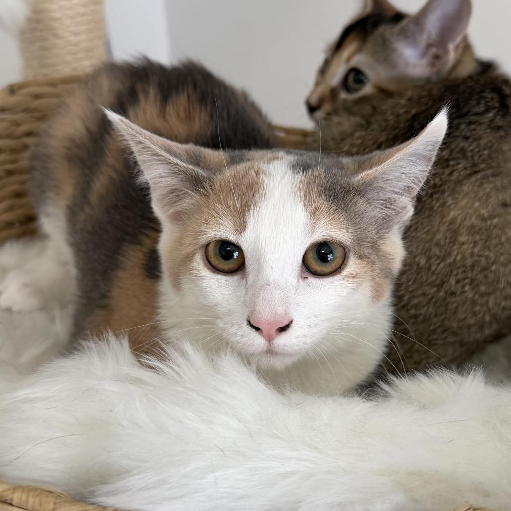 Enlarge moonfrop, a Adoptable Domestic Short Hair in Allentown, PA image 3/5