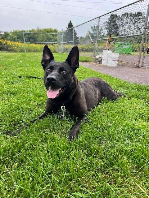 REBA, Adoptable, Adult Female German Shepherd Dog.