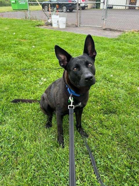 Enlarge REBA, a Adoptable mixed breed in Ironwood, MI image 2/2