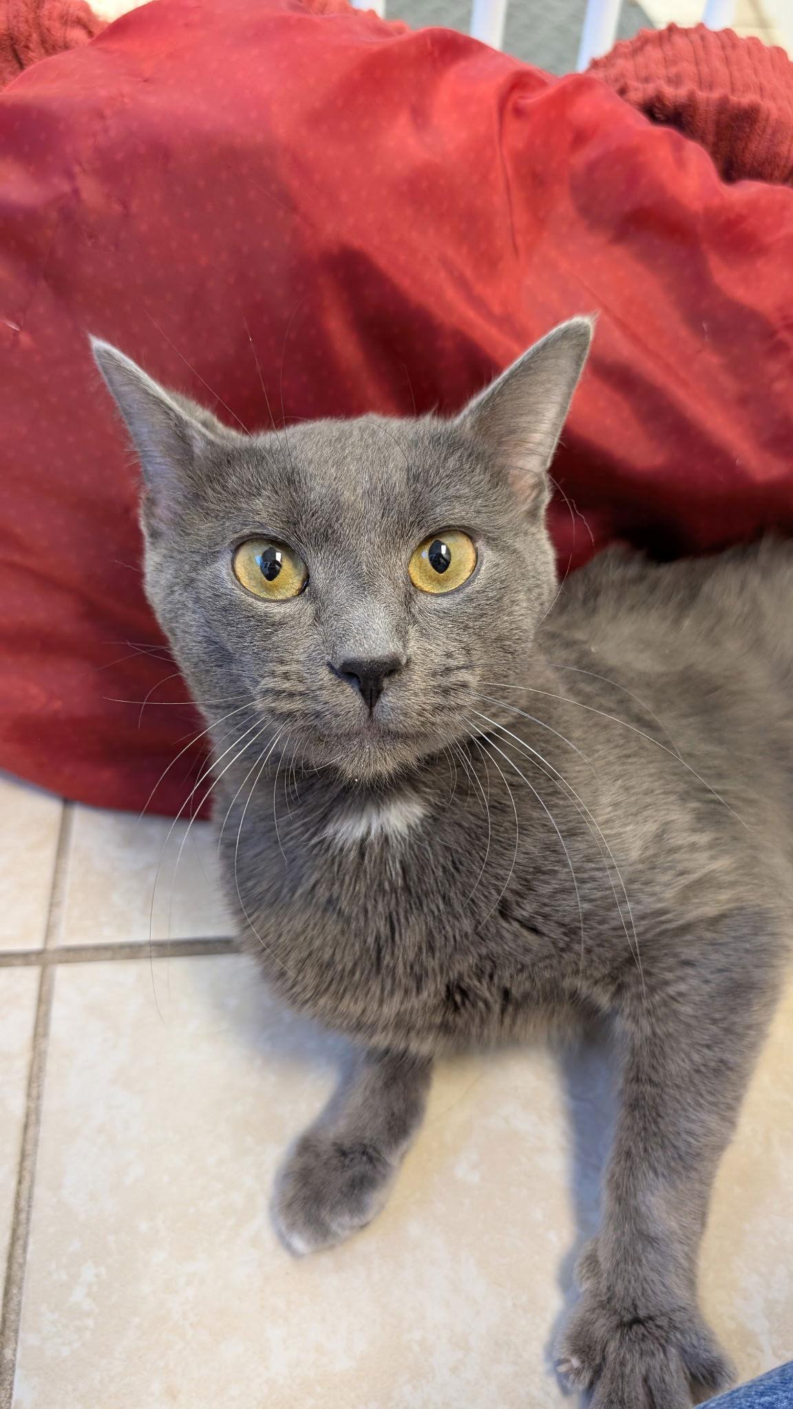 Allister, Adoptable, Adult Male Russian Blue & Domestic Short Hair.