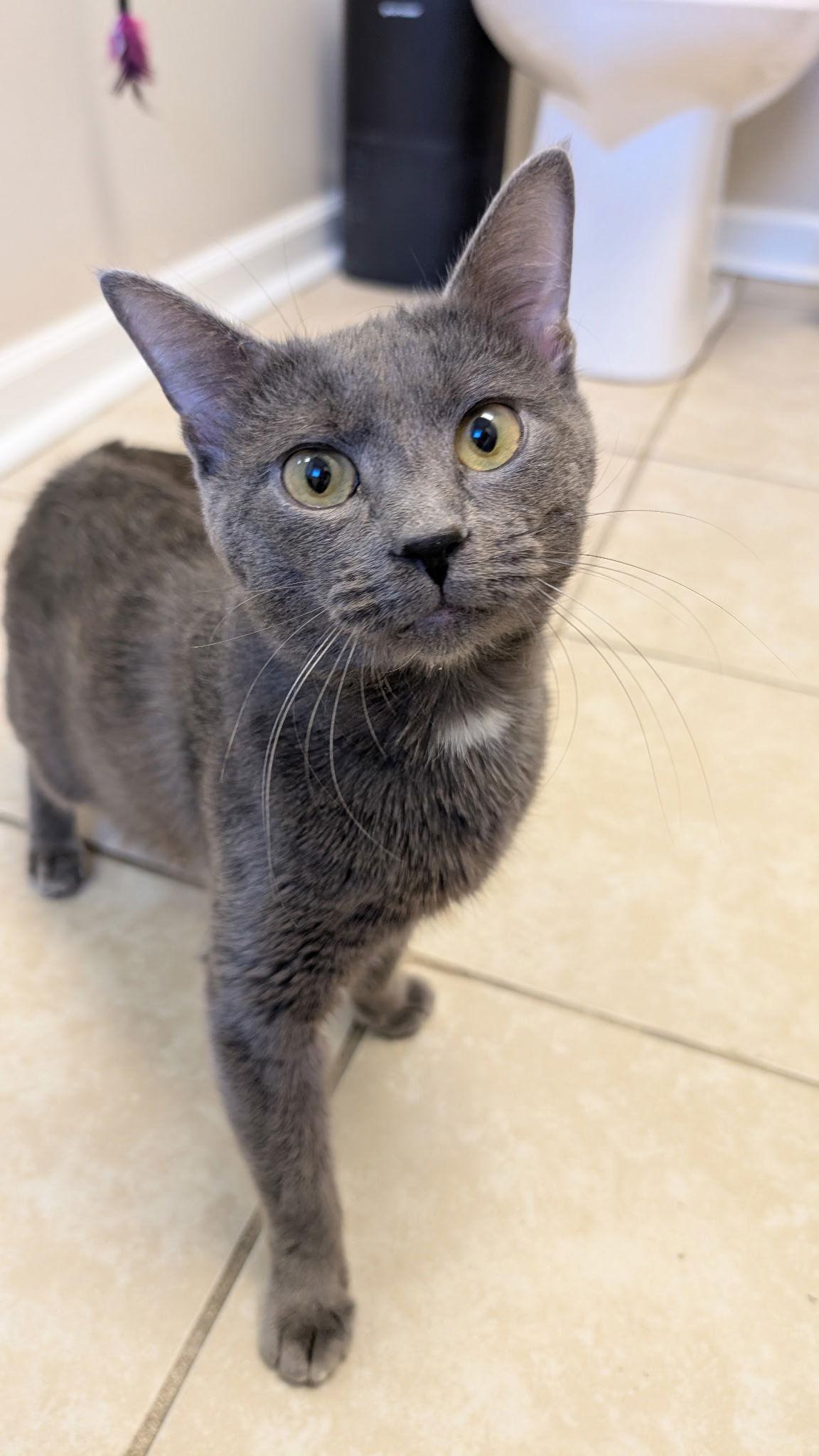 Allister, a Adoptable mixed breed in Columbus, OH image 2/2