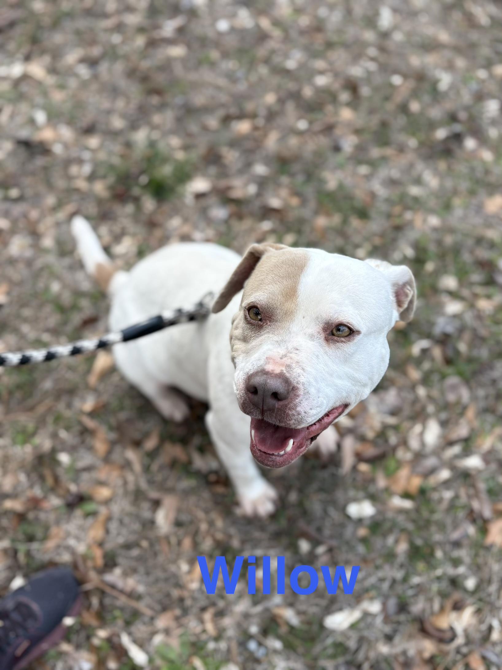 Enlarge Willow, a ADOPTABLE Bulldog in Alexander City, AL image 1/1
