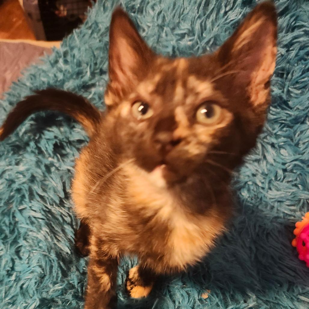Enlarge Fawn Jo-AR, a Adoptable Domestic Short Hair in Tallahassee, FL image 4/5