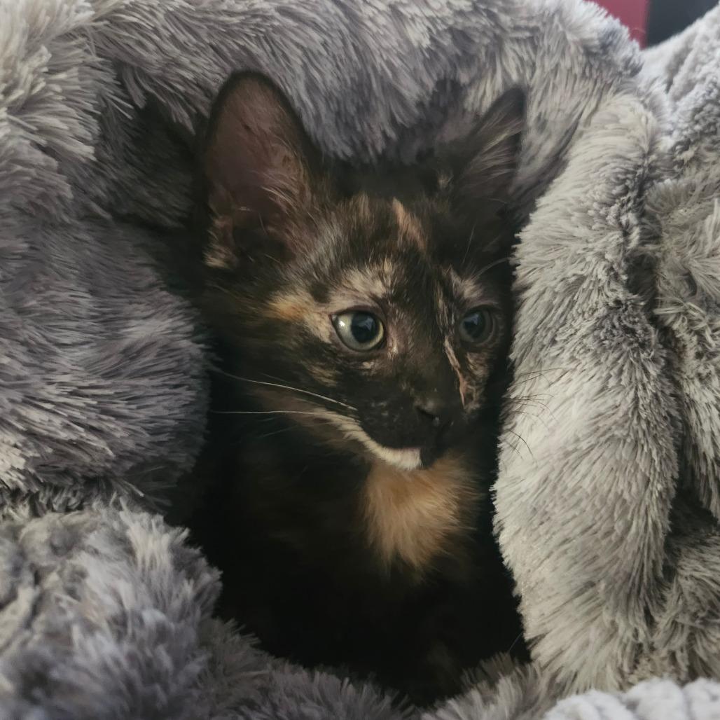 Enlarge Fawn Jo-AR, a Adoptable Domestic Short Hair in Tallahassee, FL image 5/5
