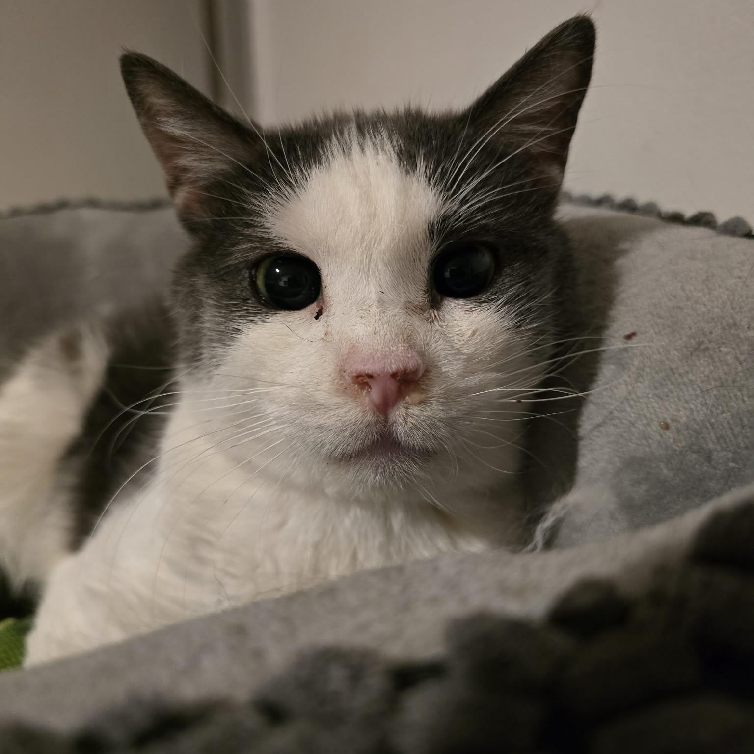 Ben (small senior), ADOPTABLE, Senior Male Domestic Short Hair.