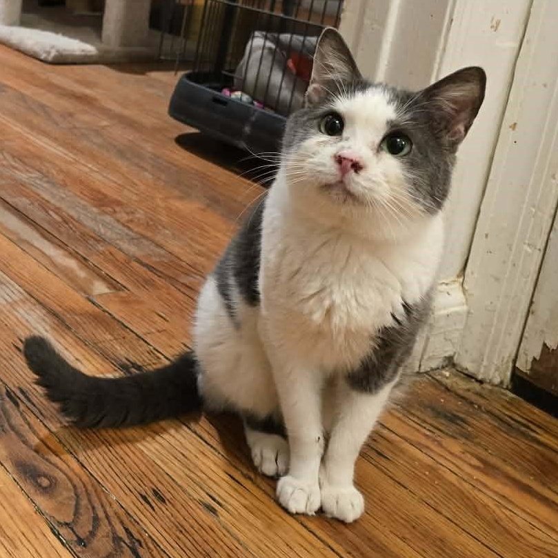 Enlarge Ben (small senior), a ADOPTABLE Domestic Short Hair in Huntington, NY image 3/3