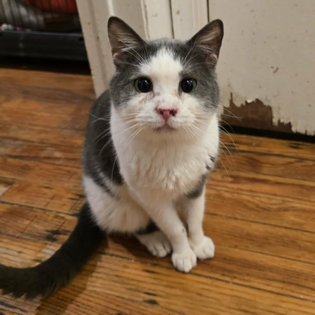 Enlarge Ben (small senior), a ADOPTABLE Domestic Short Hair in Huntington, NY image 2/3