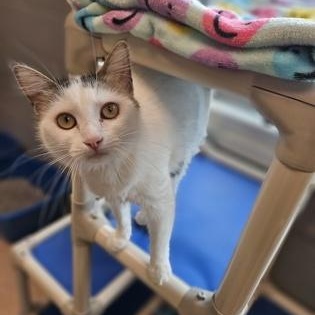 Enlarge Jacuzzi, a Adoptable Domestic Medium Hair in Gainesville, TX image 2/2