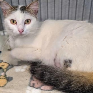 Jacuzzi, Adoptable, Adult Female Domestic Medium Hair.