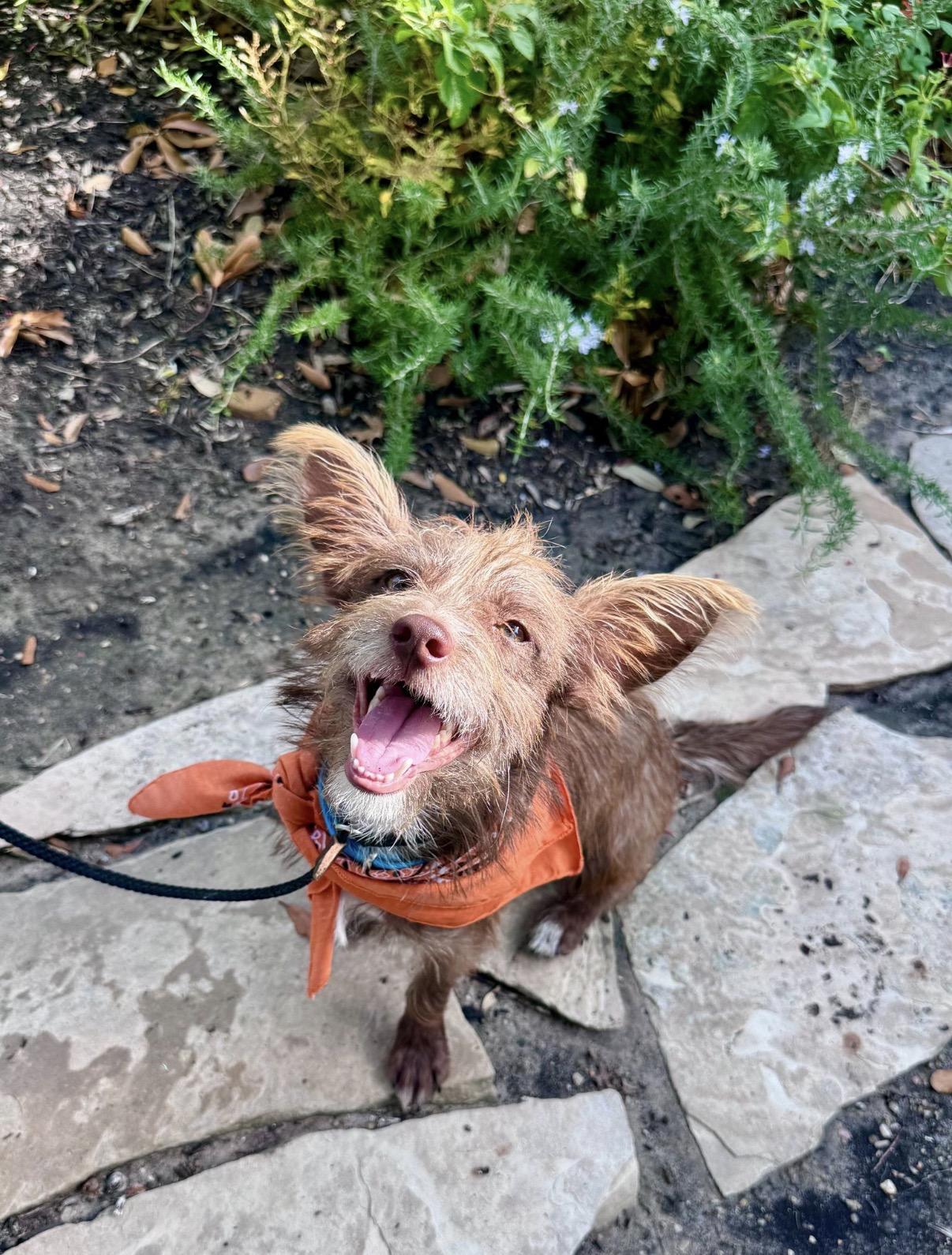 Enlarge Scruff, a Adoptable mixed breed in Houston, TX image 6/6