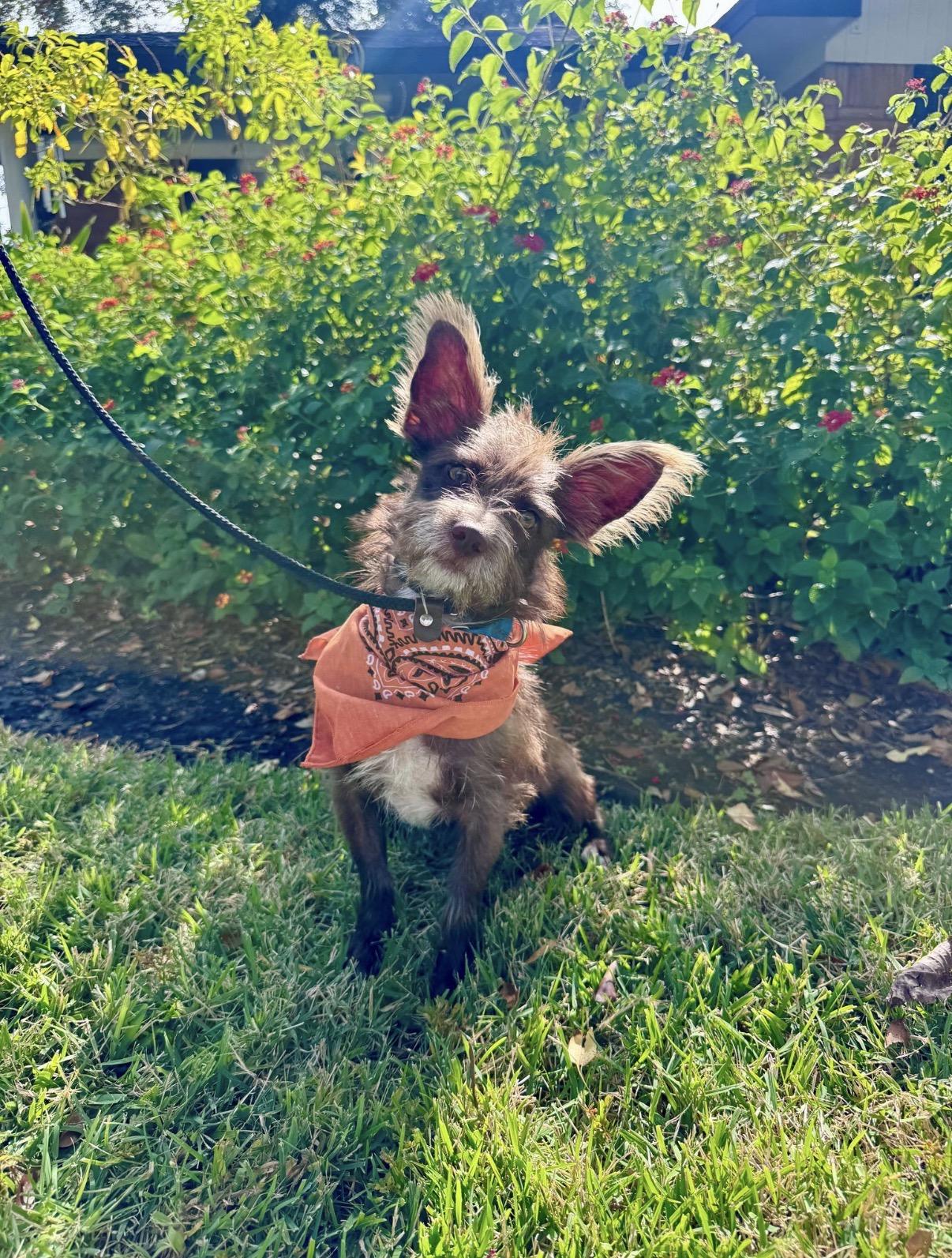 Scruff, Adoptable, Young Male Terrier.