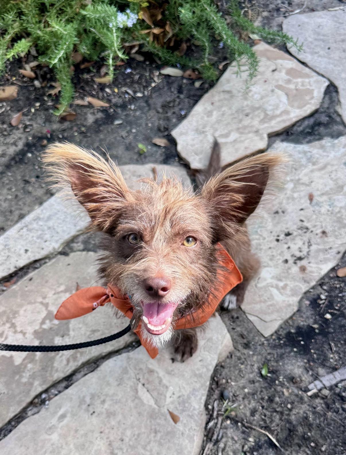 Enlarge Scruff, a Adoptable mixed breed in Houston, TX image 4/6