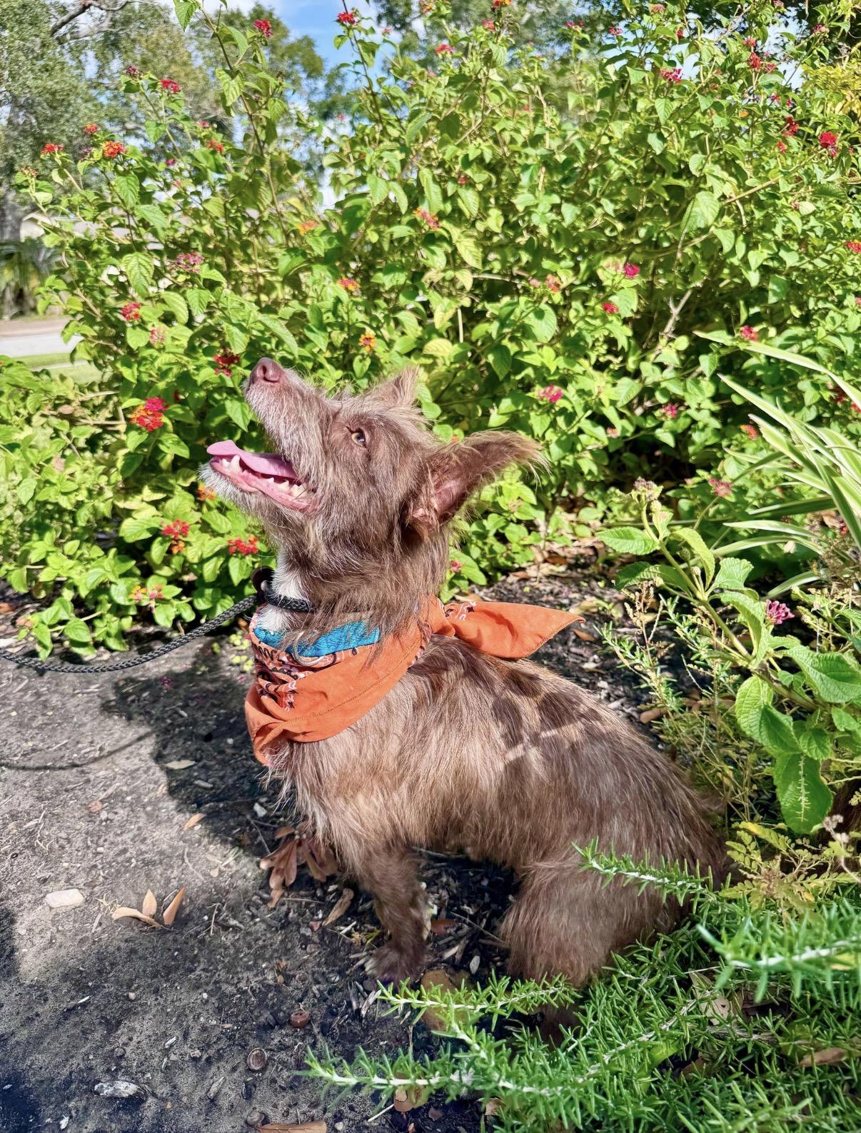 Enlarge Scruff, a Adoptable mixed breed in Houston, TX image 3/6