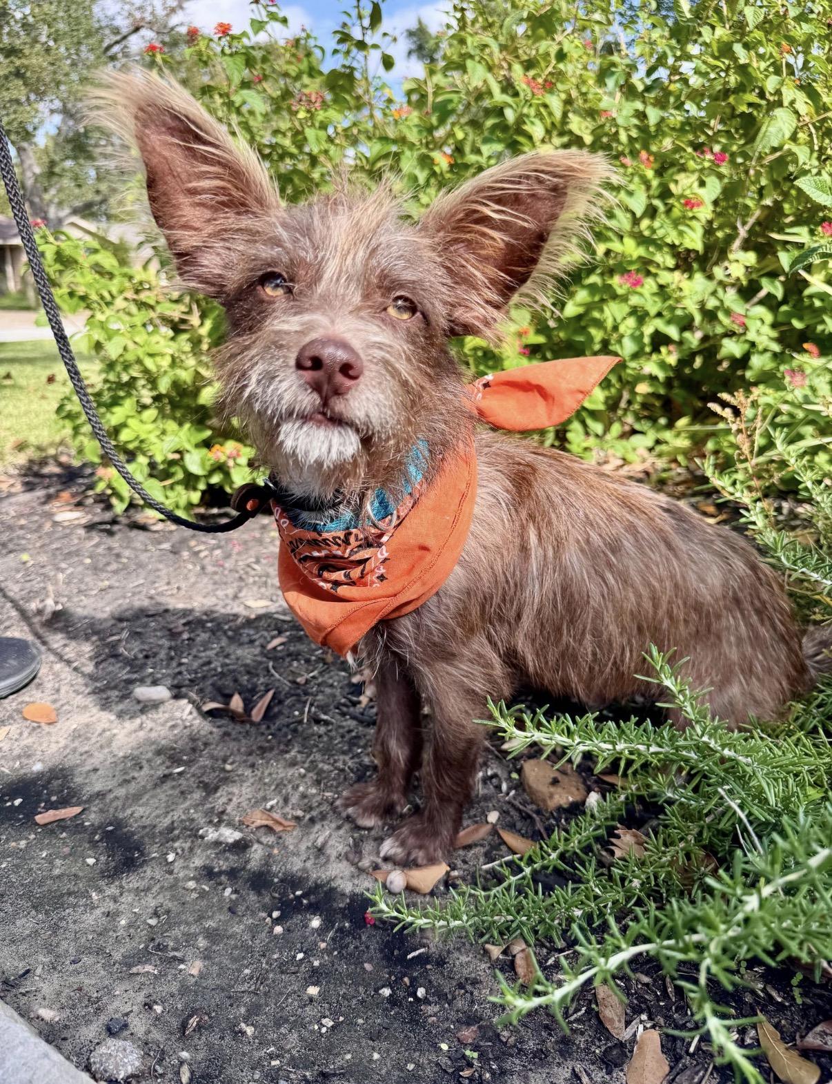 Enlarge Scruff, a Adoptable mixed breed in Houston, TX image 2/6