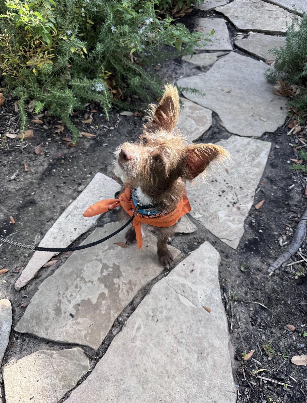Enlarge Scruff, a Adoptable mixed breed in Houston, TX image 5/6