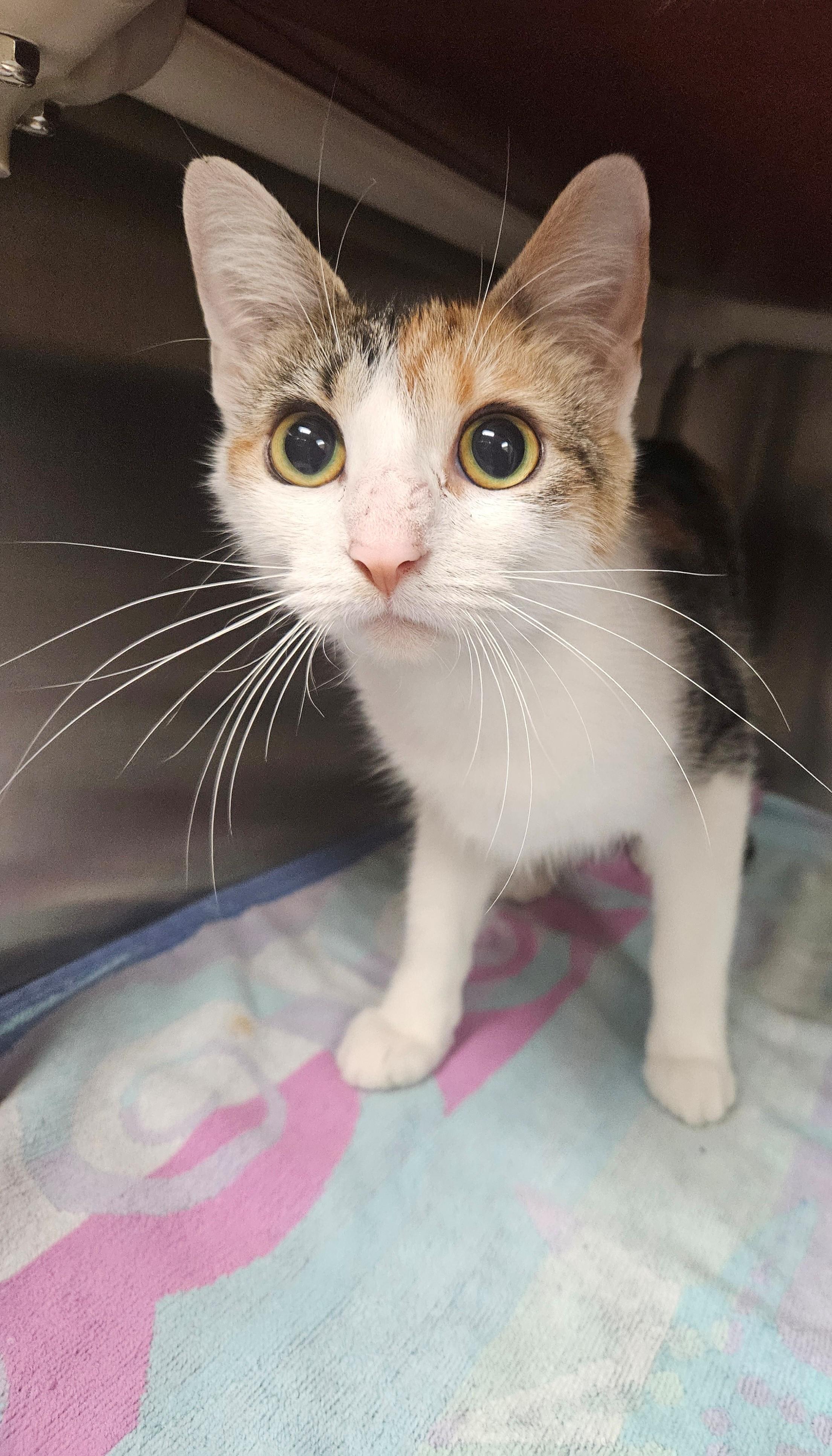 Enlarge Puddles, a ADOPTABLE Calico in Bluffton, IN image 1/1