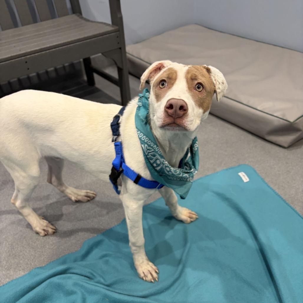Abel, Adoptable, Puppy Male Mixed Breed.