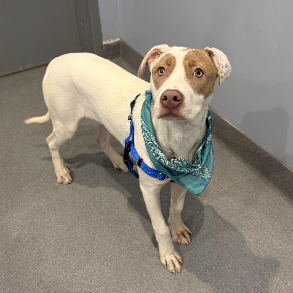 Enlarge Abel, a Adoptable Mixed Breed in Canal Winchester, OH image 2/2