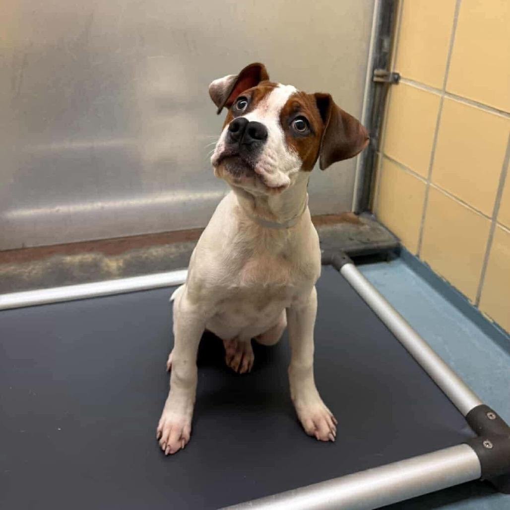 Enlarge Wabi-Sabi, a Adoptable mixed breed in Pearland, TX image 1/6