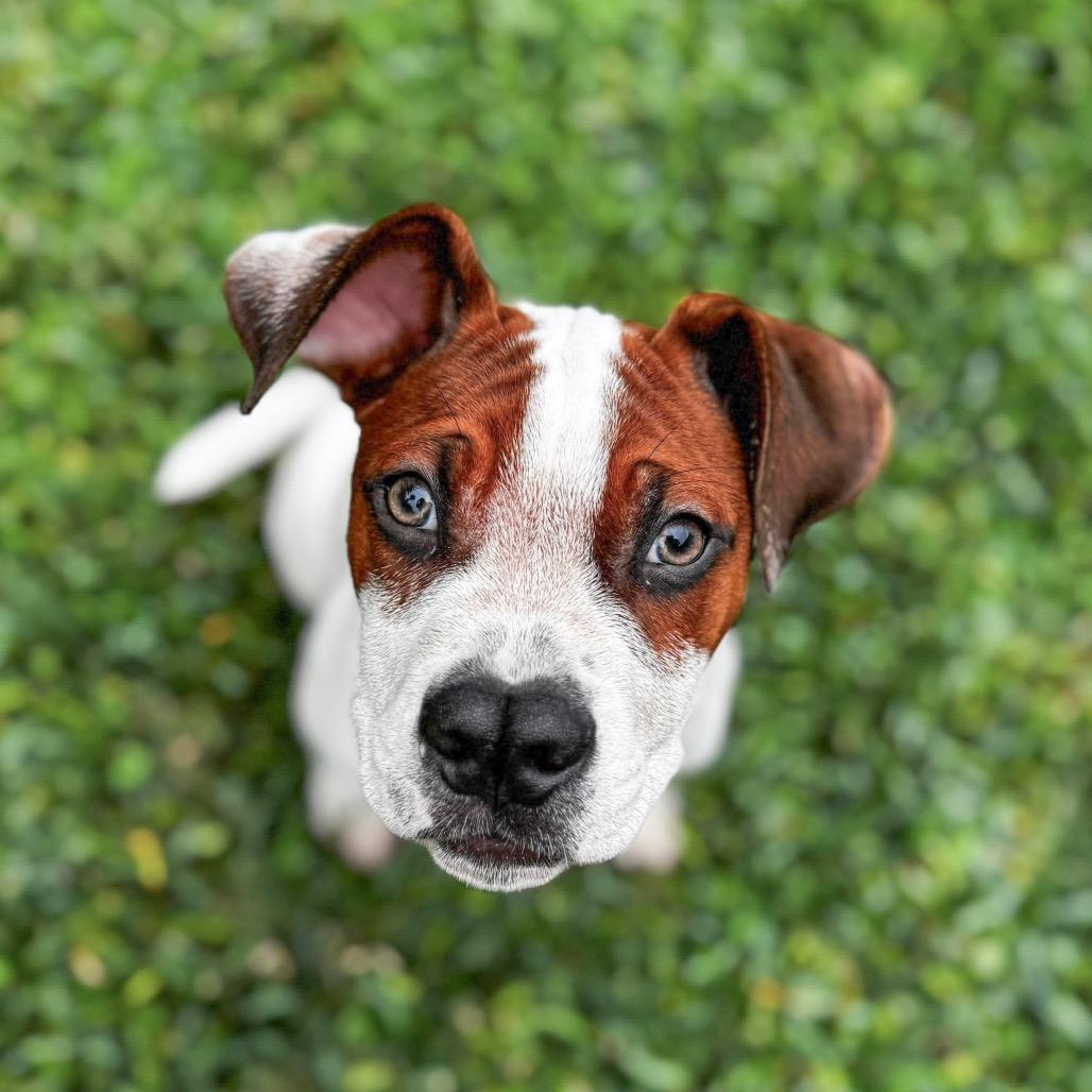 Enlarge Wabi-Sabi, a Adoptable mixed breed in Pearland, TX image 2/6