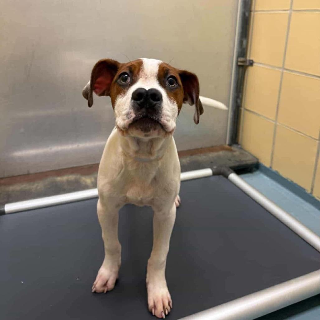 Enlarge Wabi-Sabi, a Adoptable mixed breed in Pearland, TX image 6/6