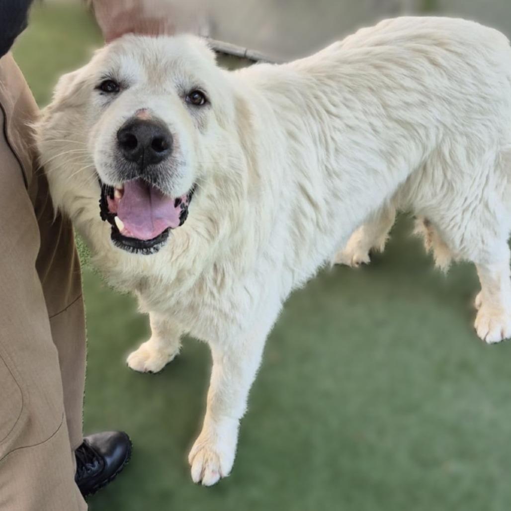Hank Denver, a Adoptable Great Pyrenees in Atlanta, GA image 1/3