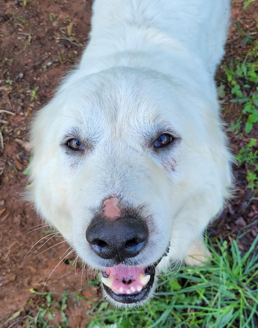 Hank Denver, Adoptable, Adult Male Great Pyrenees.