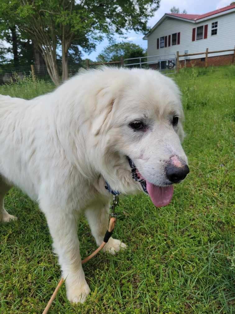 Hank Denver, a Adoptable Great Pyrenees in Atlanta, GA image 3/3