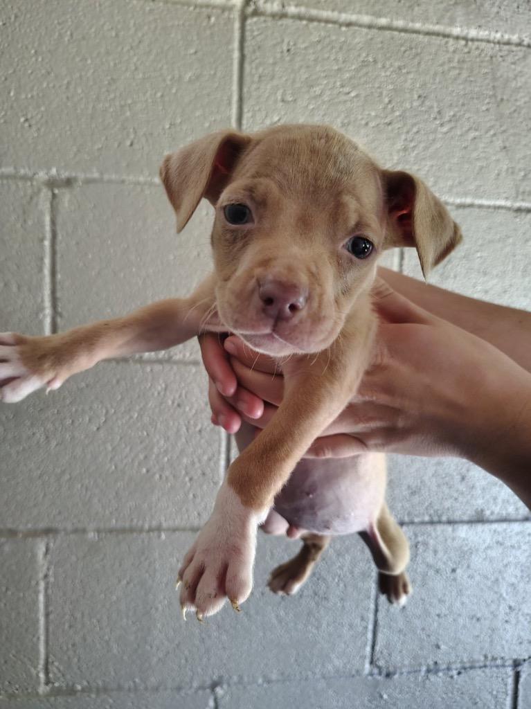 Gizmo, Adoptable, Puppy Male Pit Bull Terrier.
