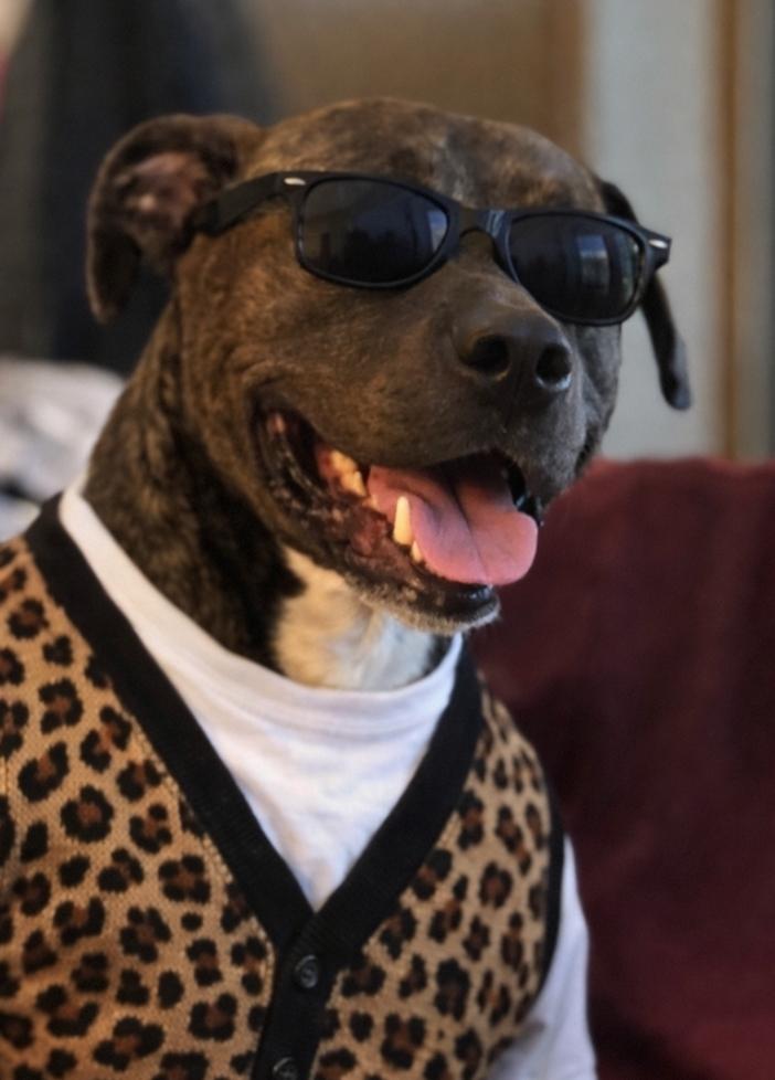 Enlarge Ferris, a Adoptable Pit Bull Terrier in Minneapolis, MN image 4/5