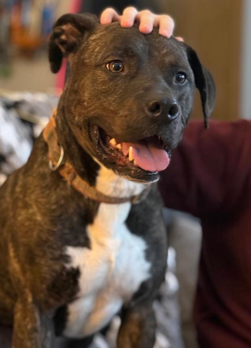 Enlarge Ferris, a Adoptable Pit Bull Terrier in Minneapolis, MN image 2/5