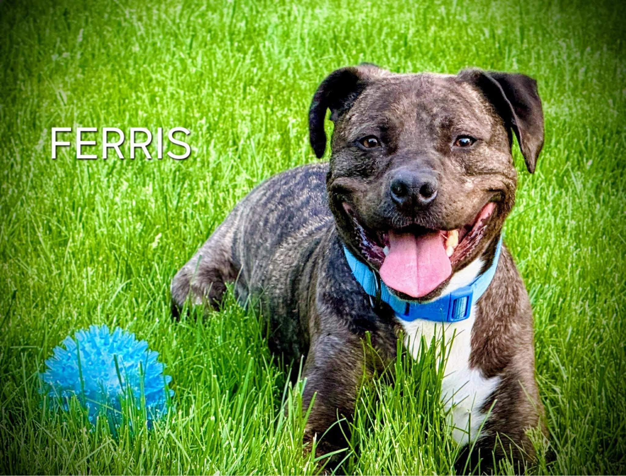 Ferris, Adoptable, Adult Male Pit Bull Terrier.