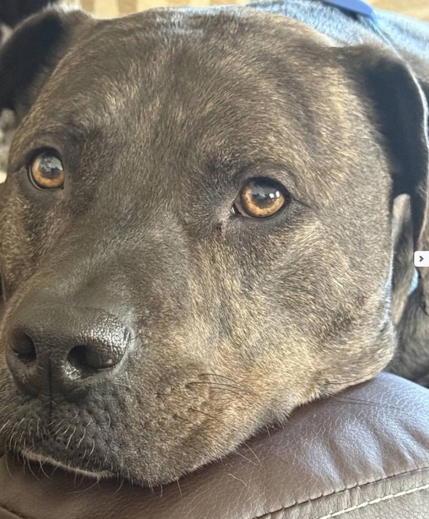 Enlarge Ferris, a Adoptable Pit Bull Terrier in Minneapolis, MN image 3/5