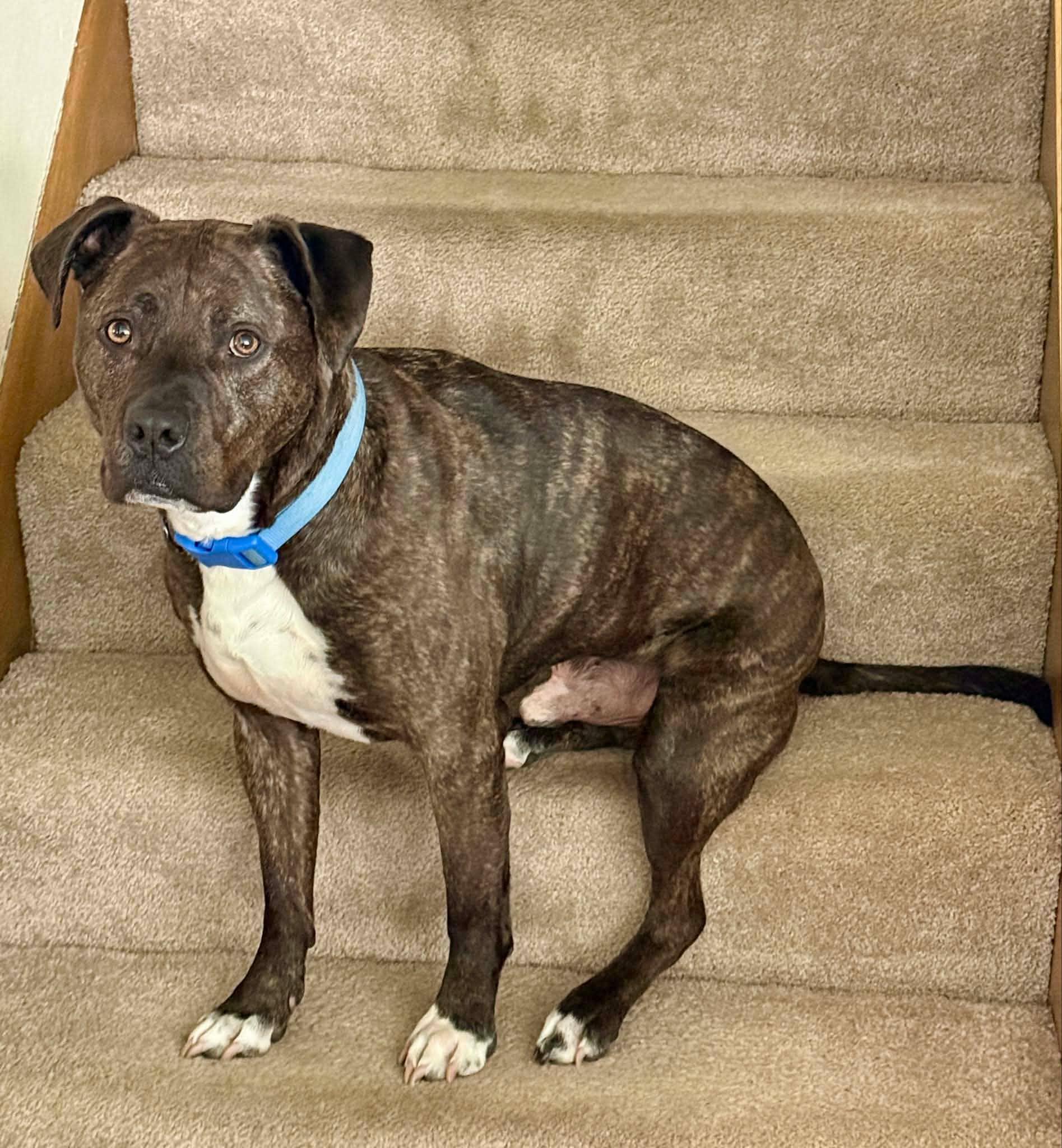 Enlarge Ferris, a Adoptable Pit Bull Terrier in Minneapolis, MN image 5/5