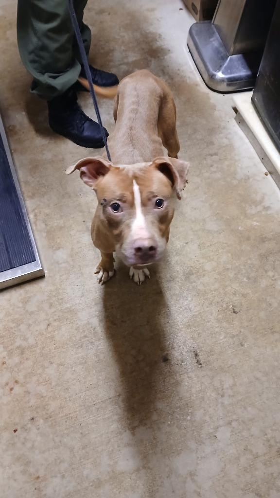 Pamela aka Dream, Adoptable, Adult Female Mixed Breed.