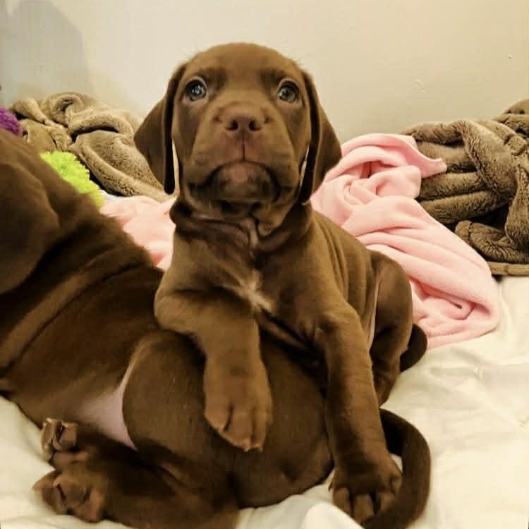 Enlarge Otto, a ADOPTABLE mixed breed in Schenectady, NY image 3/4