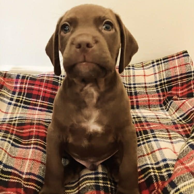 Enlarge Otto, a ADOPTABLE mixed breed in Schenectady, NY image 2/4