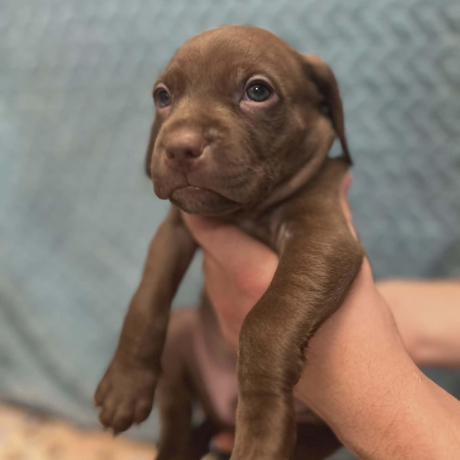 Otto, ADOPTABLE, Puppy Male Pit Bull Terrier.