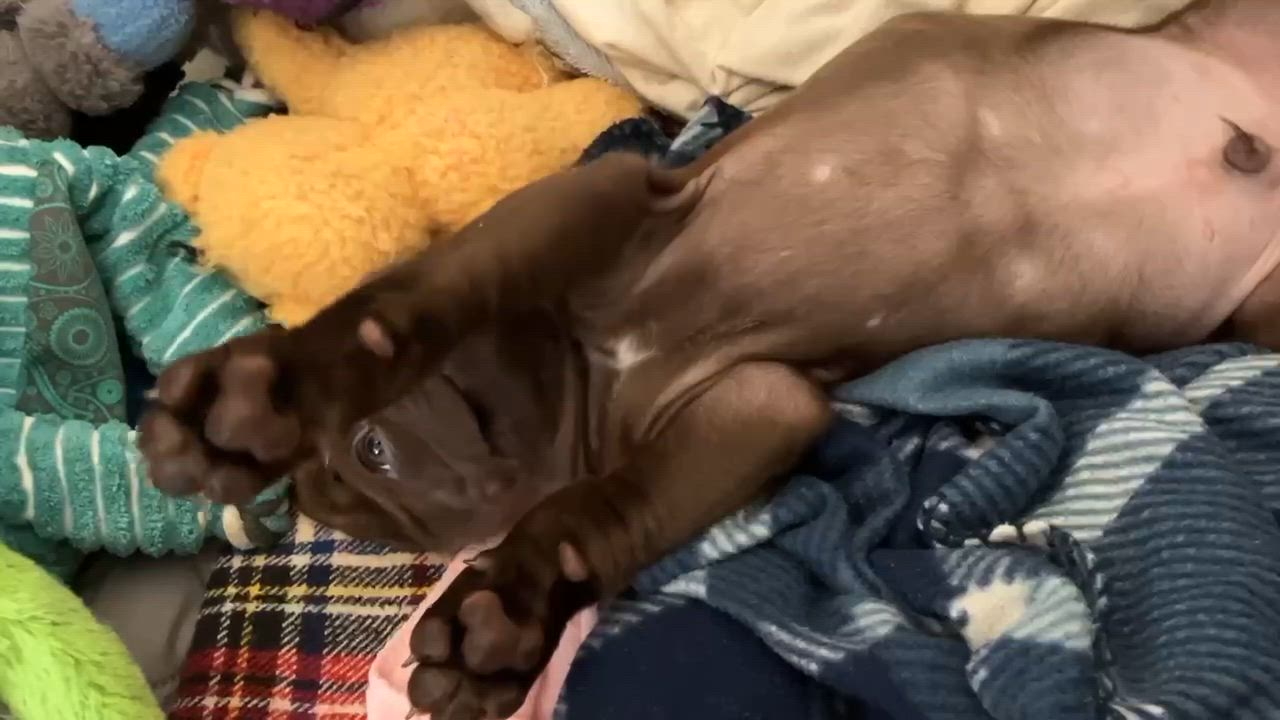 Enlarge Otto, a ADOPTABLE mixed breed in Schenectady, NY video 4/4