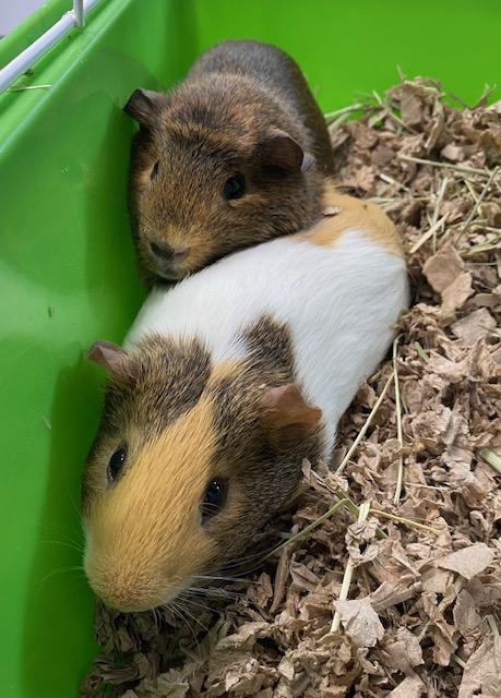 Milo & Otis, ADOPTABLE, Adult Male Guinea Pig.
