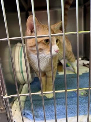 Fat Boy @ Petsmart — thumbnail 2