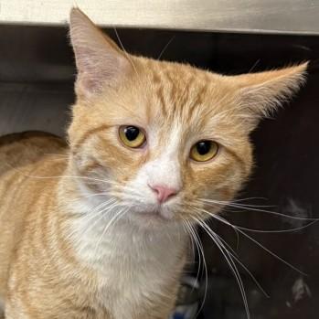 Fat Boy @ Petsmart — thumbnail 3