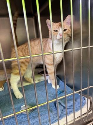 Fat Boy @ Petsmart — thumbnail 4