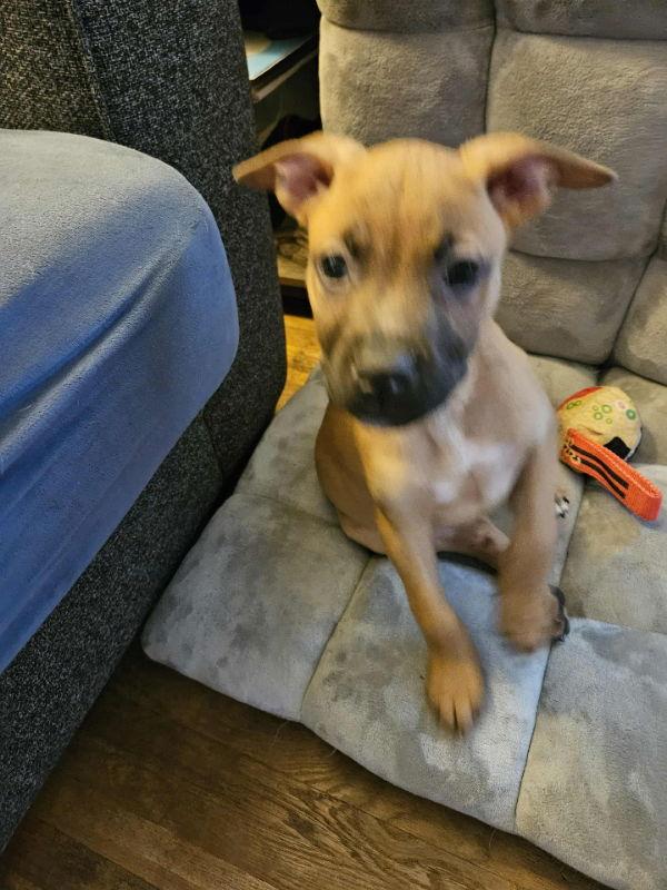 Neo - Matrix, Adoptable, Puppy Male Terrier.