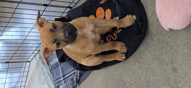 Enlarge Neo - Matrix, a Adoptable Terrier in Wyoming, MI image 2/3