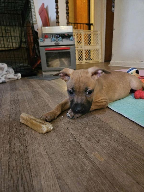 Enlarge Neo - Matrix, a Adoptable Terrier in Wyoming, MI image 3/3