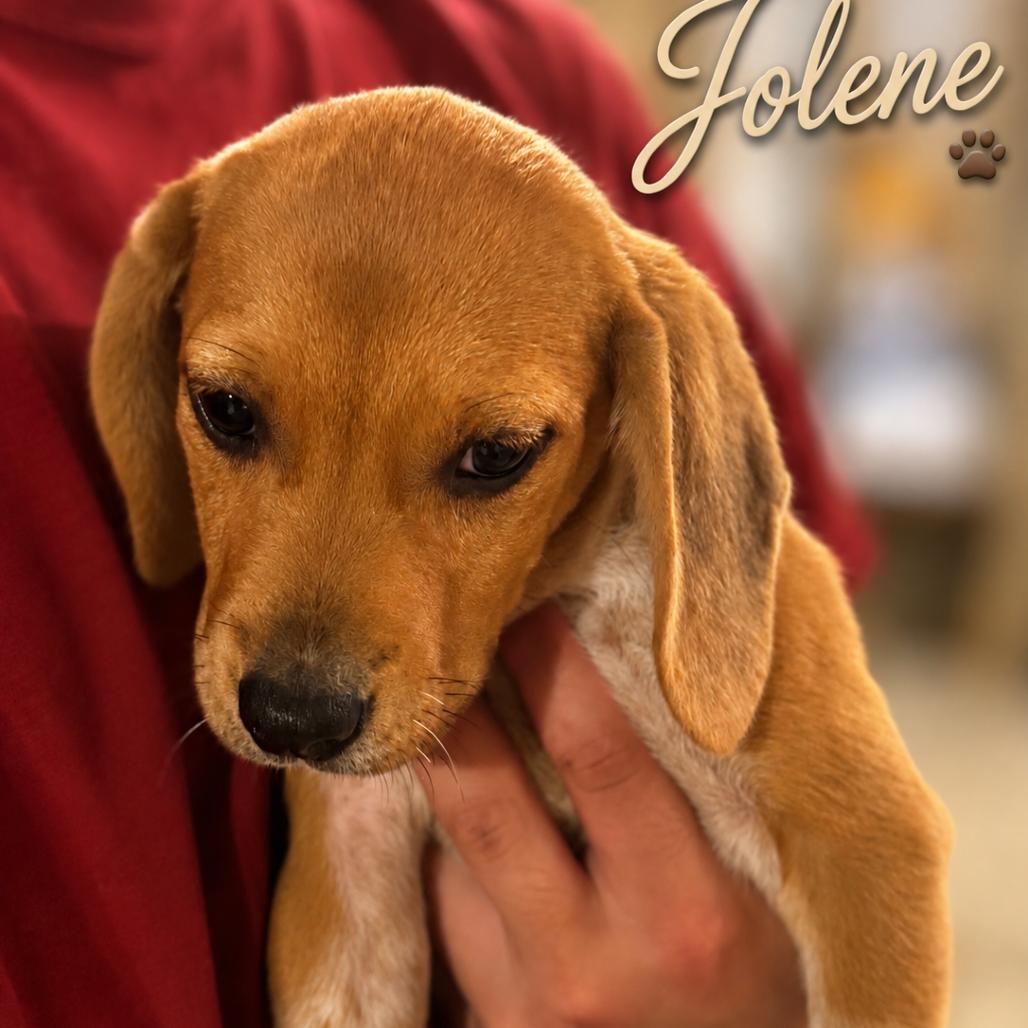 Jolene, Adoptable, Puppy Female Beagle & Mixed Breed.