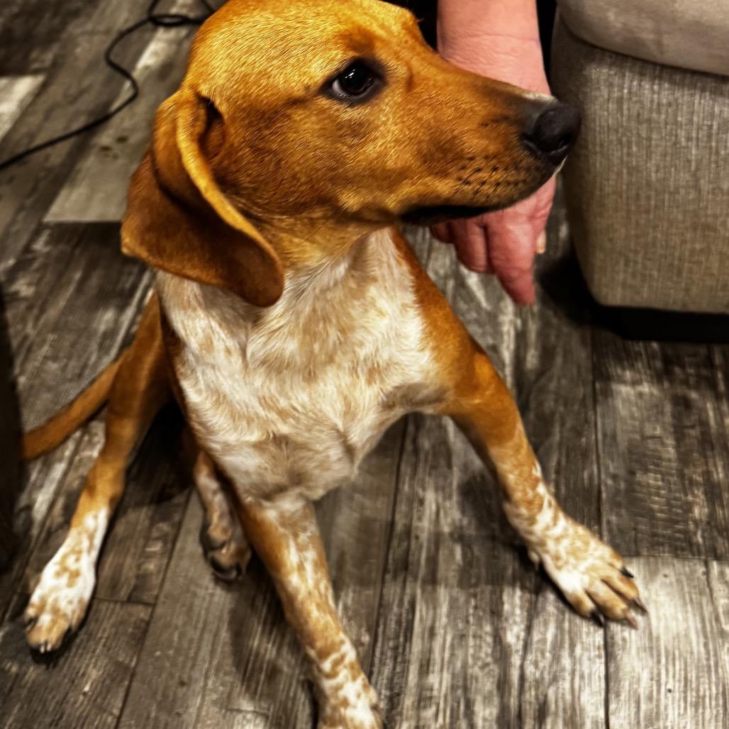 Enlarge Jolene, a Adoptable mixed breed in Opelika, AL image 2/5